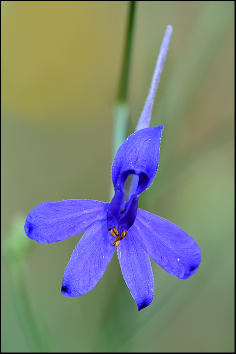 Consolida regalis